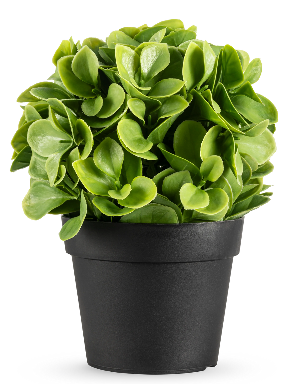 Plante artificielle Murraya 20 cm UV
