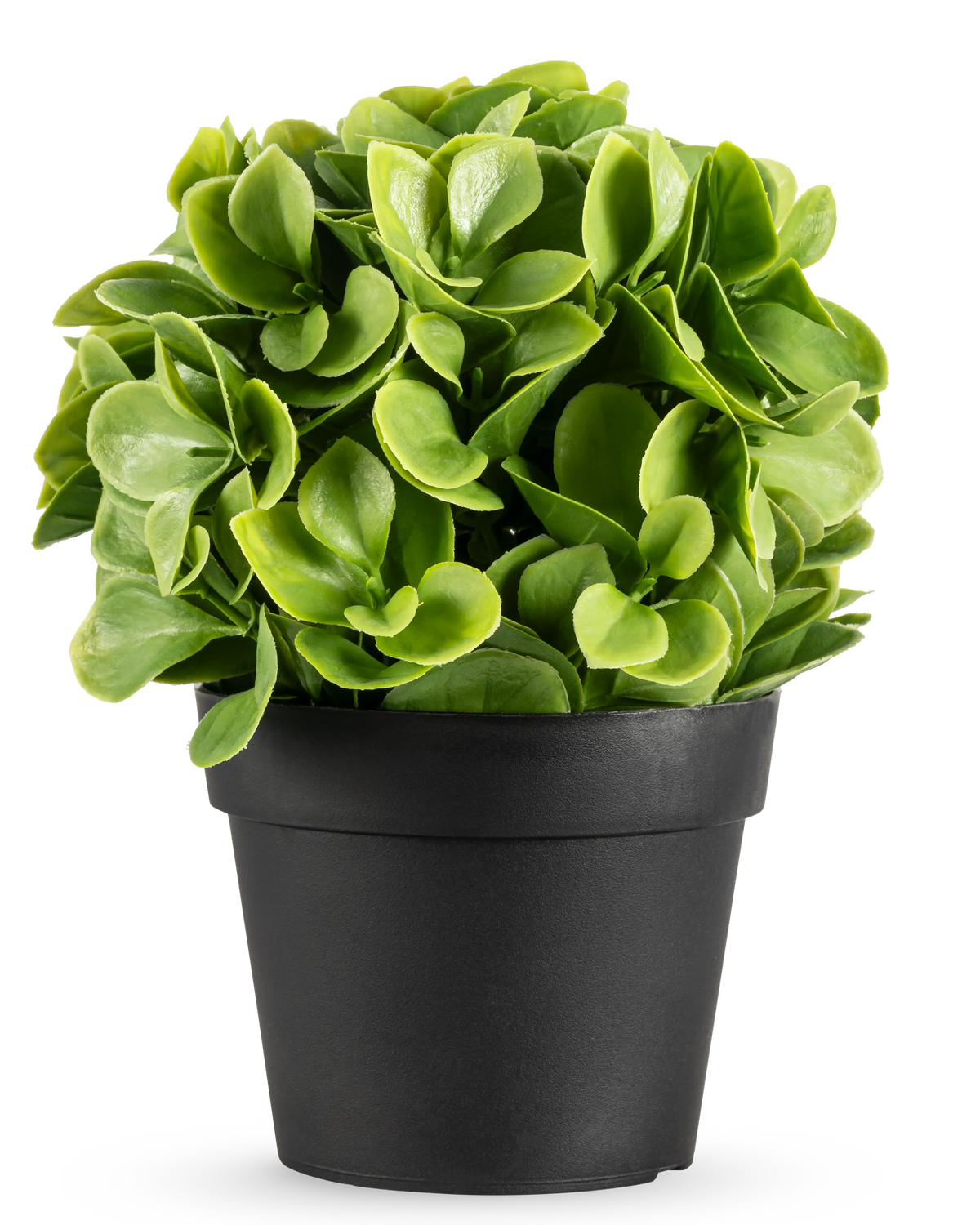 Plante artificielle Murraya 20 cm UV