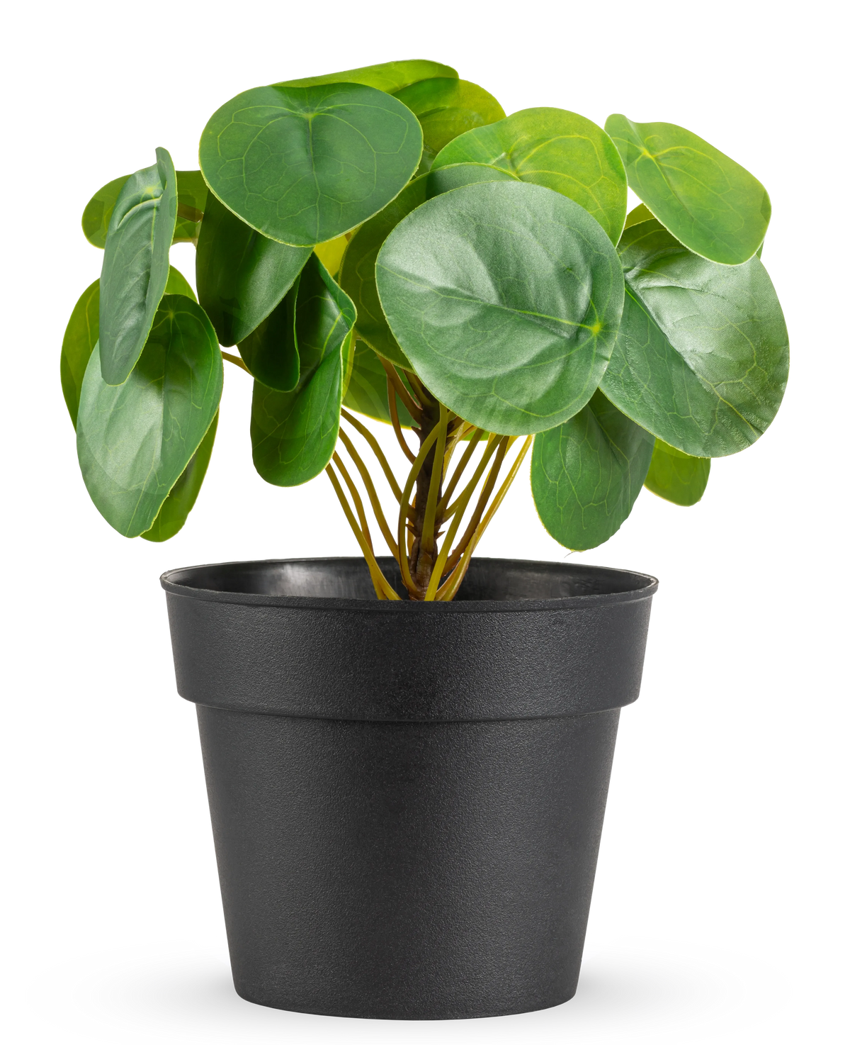 Plante artificielle Pancake mini 20 cm