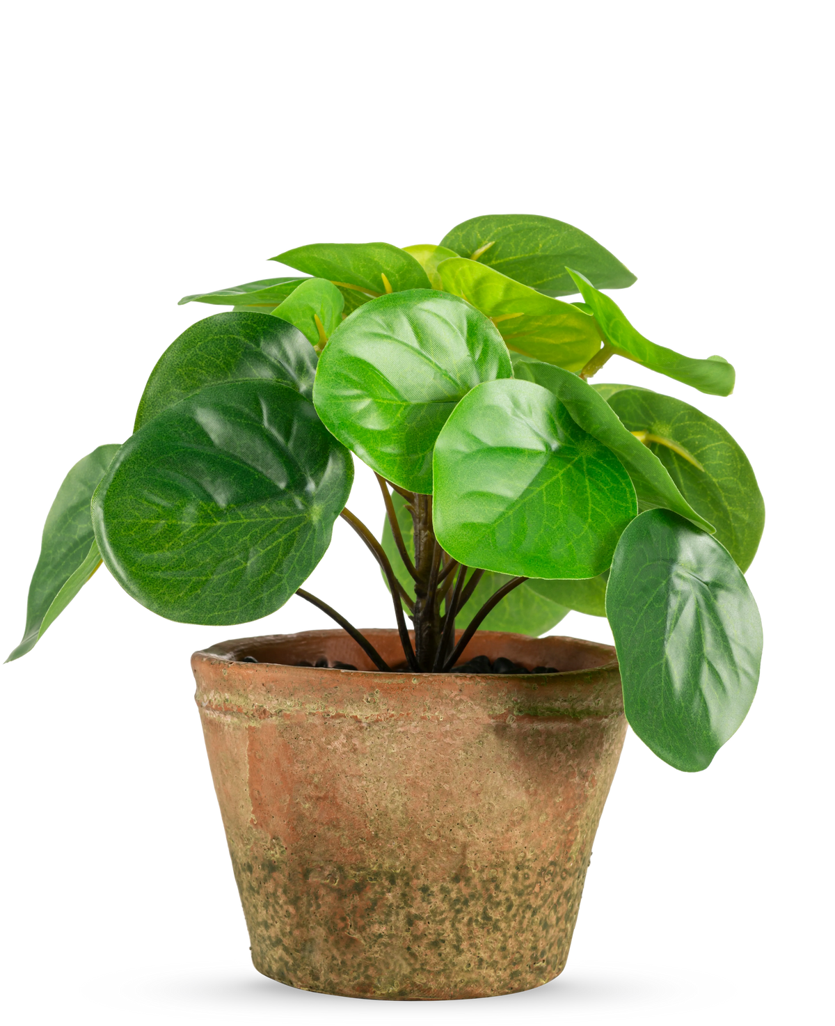 Pilea en pot mini 15 cm UV