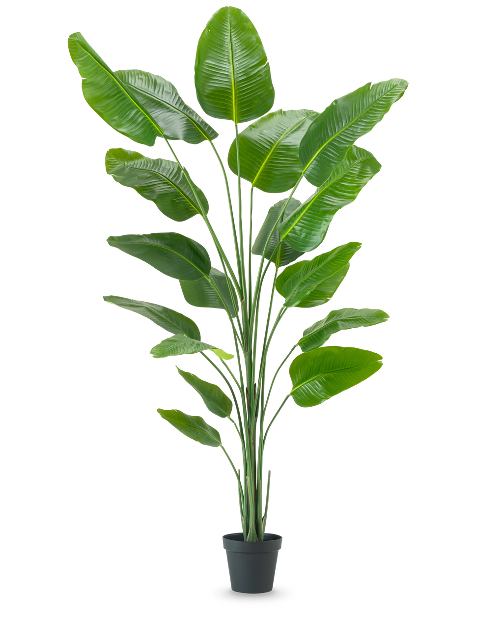 Plante artificielle Strelitzia 240 cm real touch