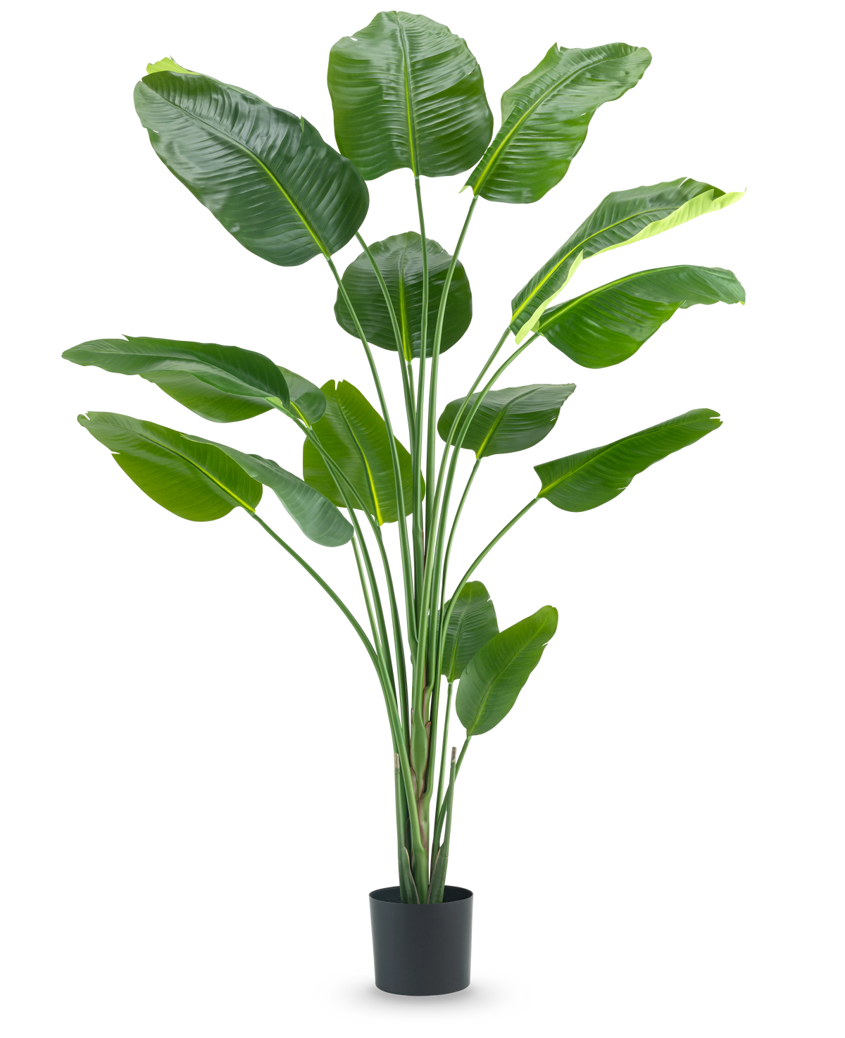 Plante artificielle Strelitzia 210 cm real touch