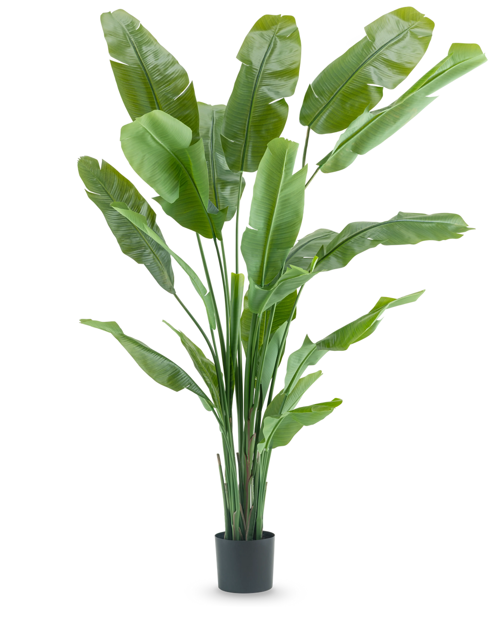 Plante artificielle Strelitzia Nicolai Deluxe 215 cm