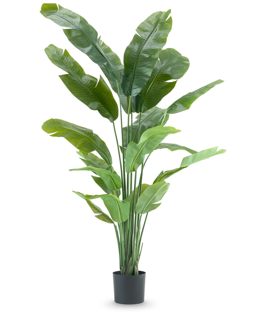 Plante artificielle Strelitzia Nicolai Deluxe 195 cm