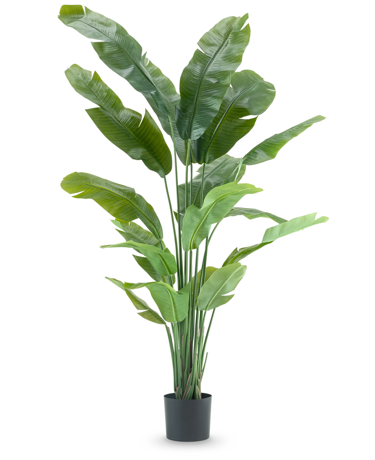 Plante artificielle Strelitzia Nicolai Deluxe 195 cm