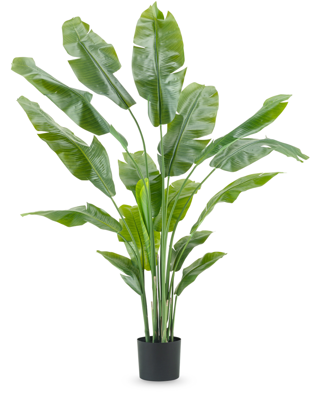 Plante artificielle Strelitzia Nicolai Deluxe 185 cm
