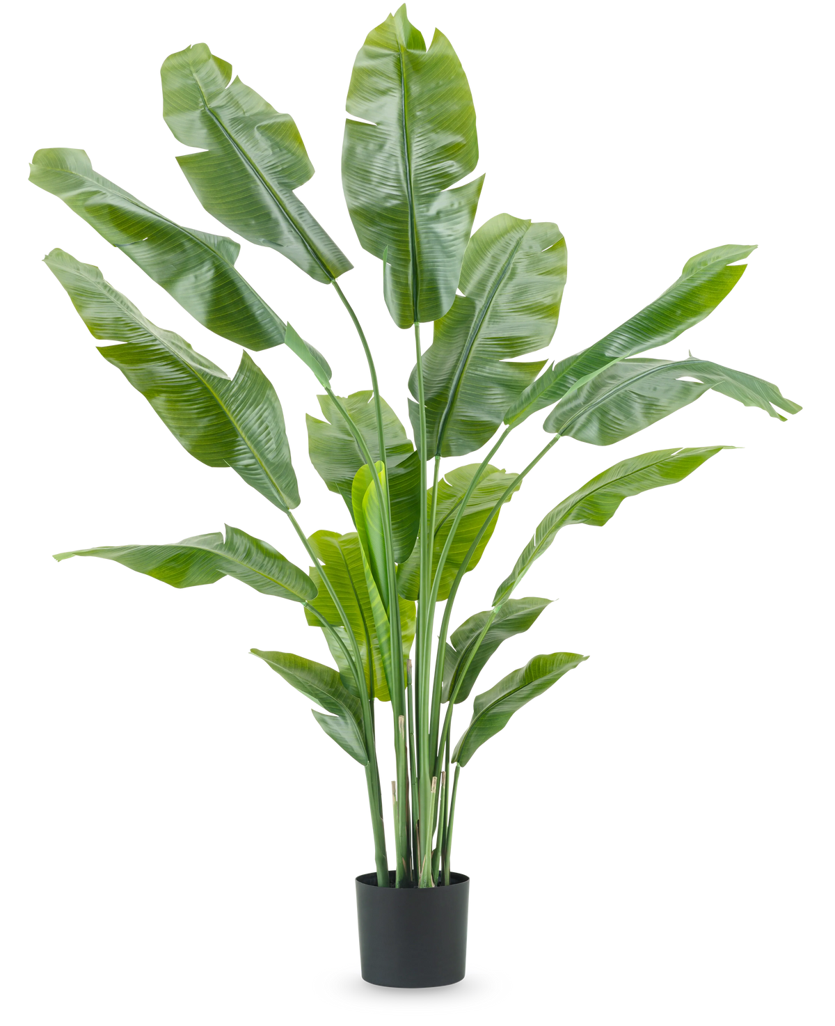 Plante artificielle Strelitzia Nicolai Deluxe 185 cm