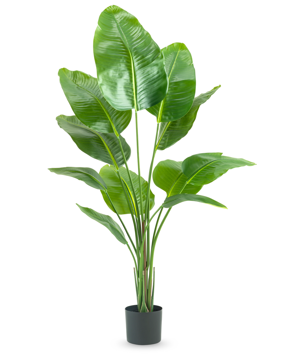 Plante artificielle Strelitzia 150 cm real touch