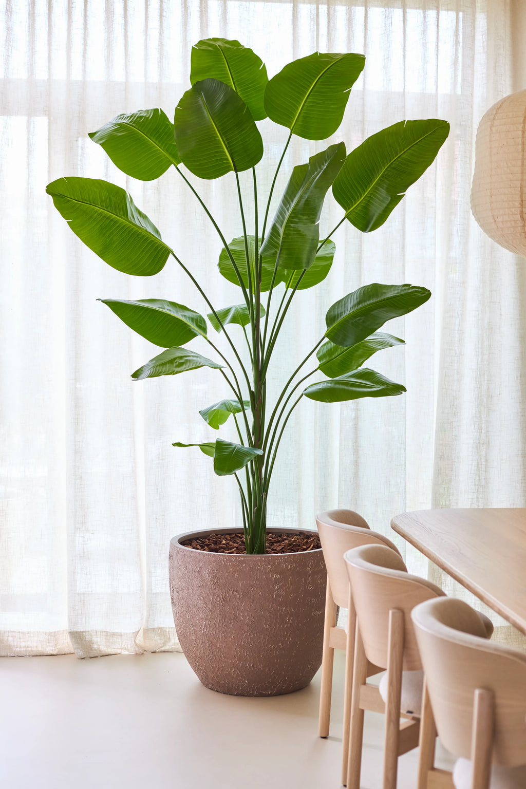 Plante artificielle Strelitzia 240 cm real touch