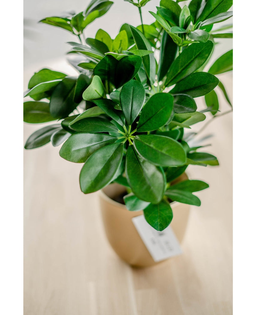 Plante artificielle Schefflera bébé 45 cm