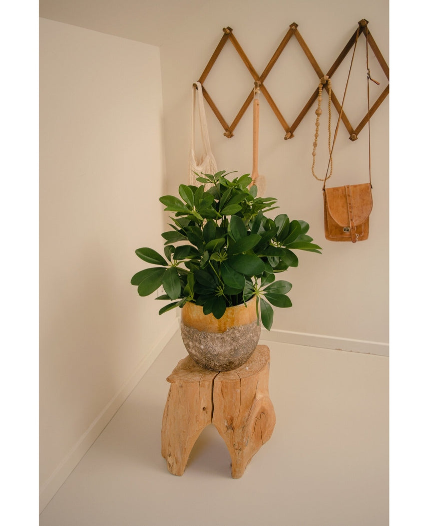 Plante artificielle Schefflera bébé 45 cm