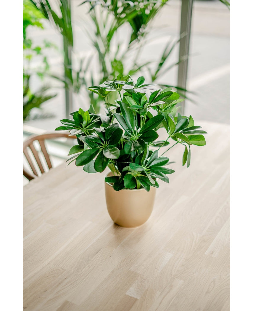 Plante artificielle Schefflera bébé 45 cm