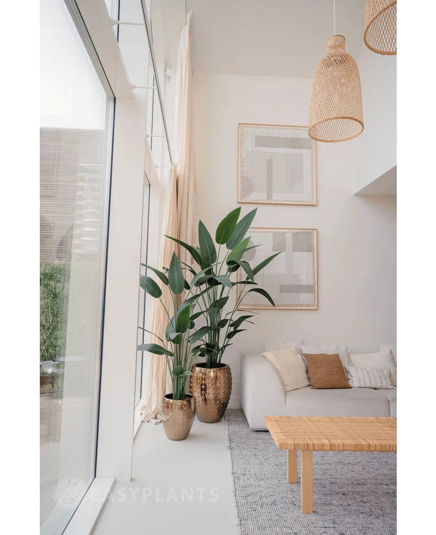 Plante artificielle Heliconia 180 cm