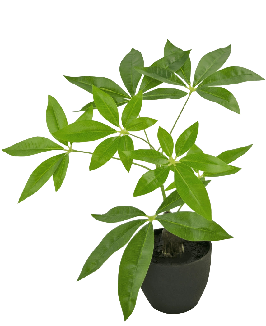 Pachira artificiel 30 cm enpot ornemental noir